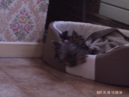 le chien de ma tante