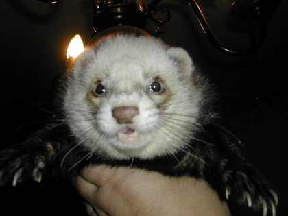 Mon furet 
