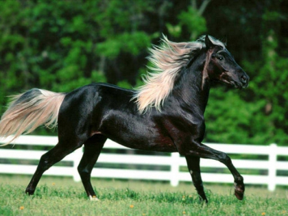 les chevaux - photo 2