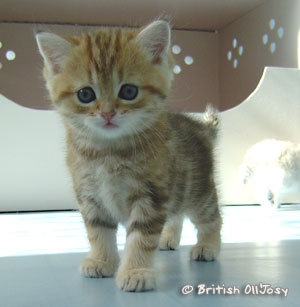 une chatte
