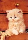 chaton
