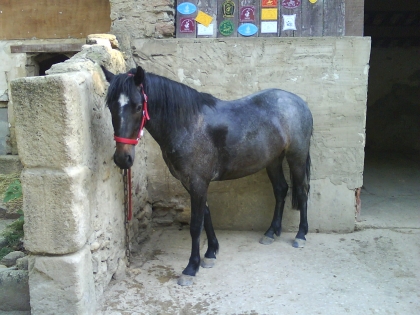mon poney
