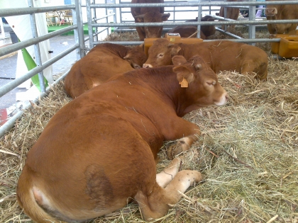 c repr�santer pour 93 !!!!!!!!!!!!!!!!!! voil� quoi !!!!!!!!!!!!!!!sa le port sa !!!!!!!!!!!!!!!!