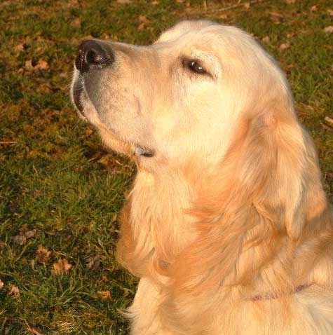 Ca c'est ma races pr�f�rer le golden retriever !!