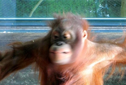 a la bronzette le singe 