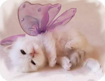 bonjour vous aller bien