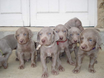 des petit chiot braque de weimar