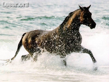 cheval dans l'eau