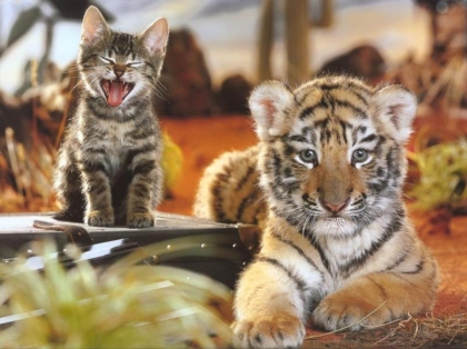 bebe tigre et bebe chat