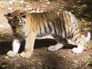 tigre bebe
