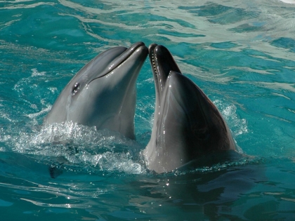 dauphins