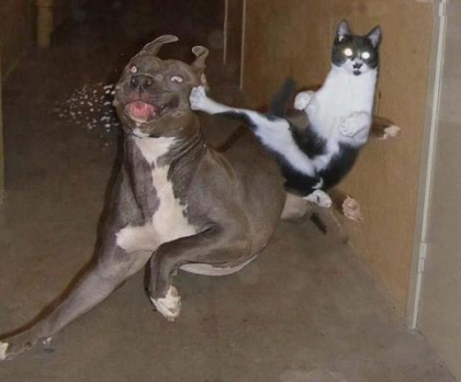 combat entre chien et chat !!!
