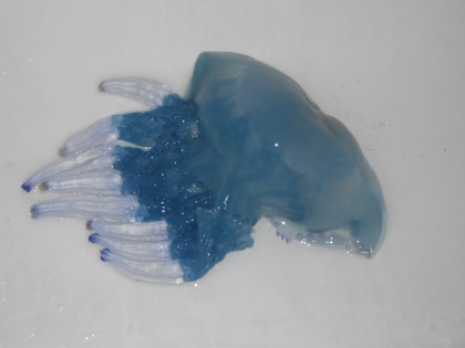 la fin de mes vacensse 