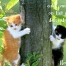 coucou sava 