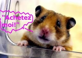 un hamster