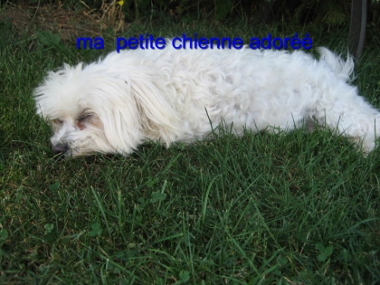 mes chiennes adorées