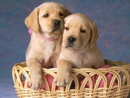 les petit chien b�b�