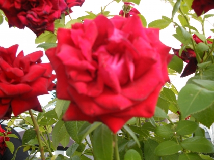 je dor sur des roses 