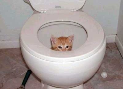 un chat ki est dans...0_0