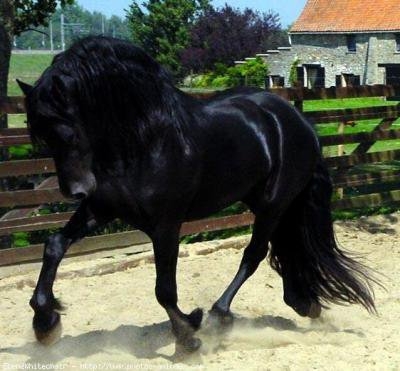 cheval noir