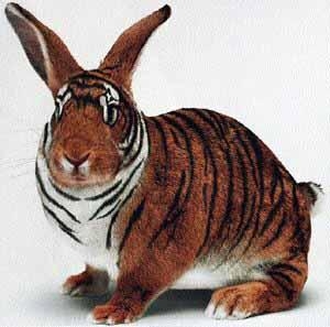 tigre (lapin)