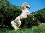 un cheval
