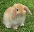 lapin 