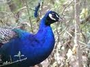 oiseaux