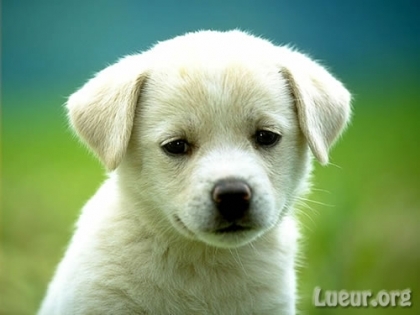 tro chou