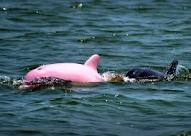 dauphin rose