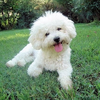 mon bichon