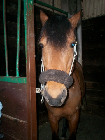 Mon poney Isadora