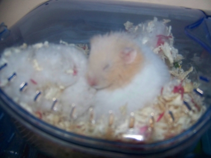 mon hamster 