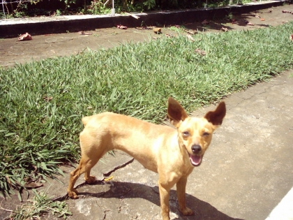 les animaux et la musique