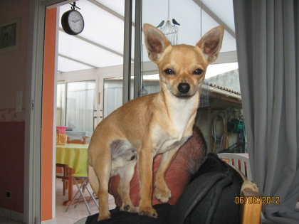 Mes chihuahua  - photo 2