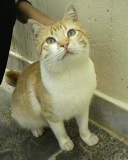 c mon chaton vous aimez commentze s'il vous plait 