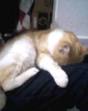 dsol , mon chat ne veut pas pendre une photo xd .