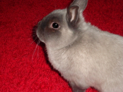 TITOU DE MON PETIT BEBE TITOU