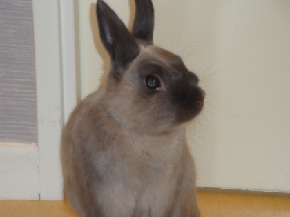 PHOTO DE TITOU MON PETIT BEBE