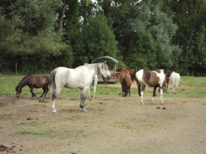 TESTE SUR LES CHEVAUX
