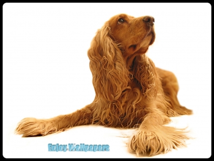 UNE DE MES RACE PREFERER