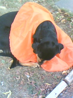 Mon petit chouchou d'amour