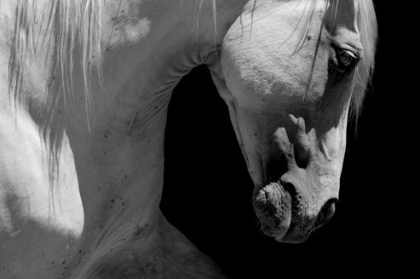 Un cheval,une histoire,une vie ...