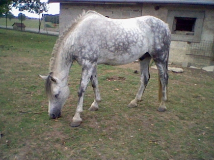  Jappeloup mon cheval ch�rie!