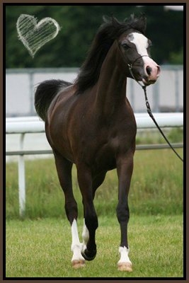 Voici un superbe  pursant arabe