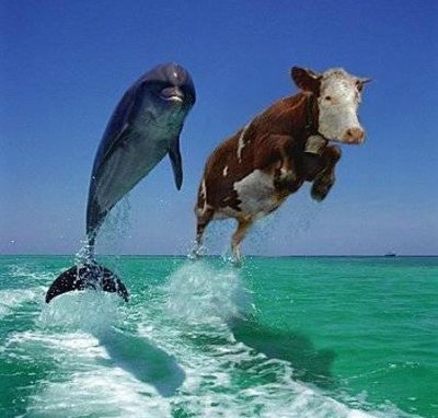 la vache et le dauphin