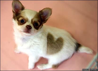 chihuahua