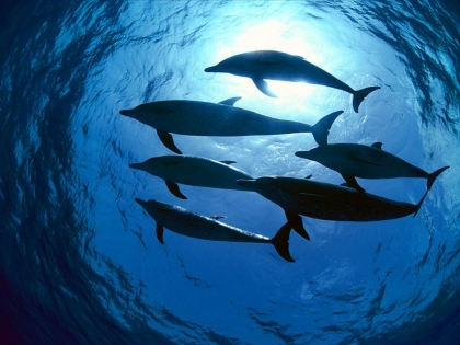 dauphins