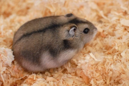 mon hamster