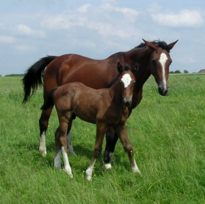 ne sont-il pas mignon ?